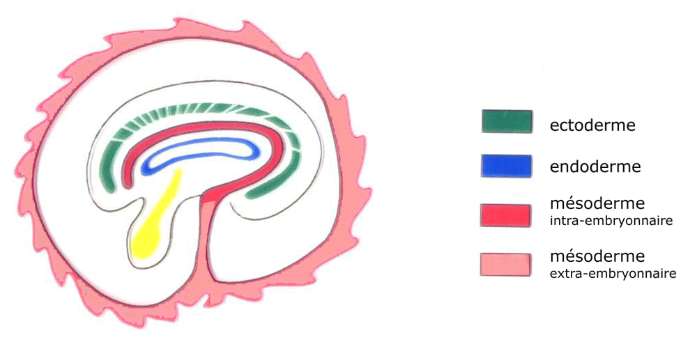 Embryologycal embodiment of protopsychism and wave function