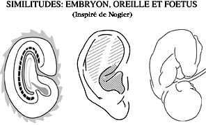Embryon/Oreille